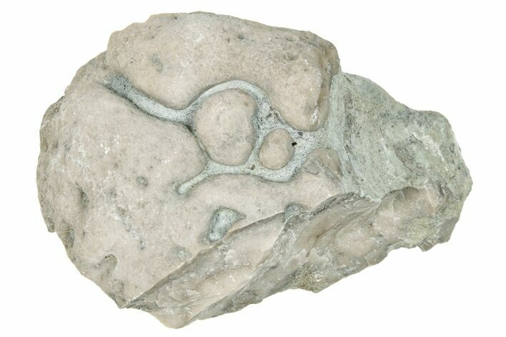 Ordovician Chaetetid Sponge (Solenopora) Fossil - Kentucky #270370